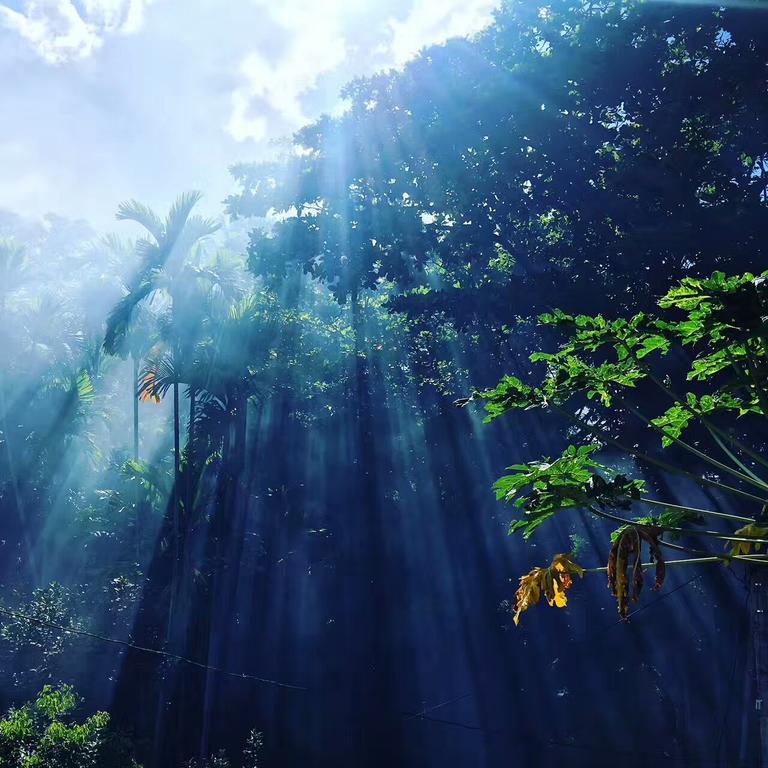 גאלה Jungle Guest House מראה חיצוני תמונה